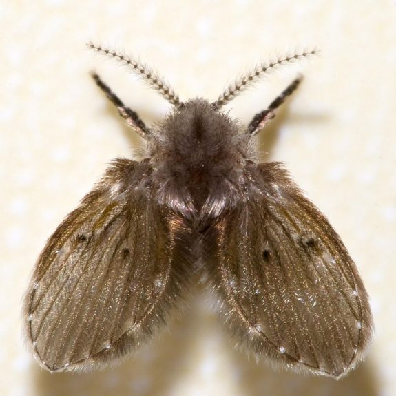    Drain Fly E1497844452965 